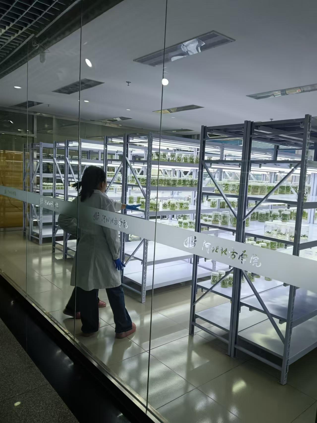 肥乡植物组培室设计的基本布局有哪些？