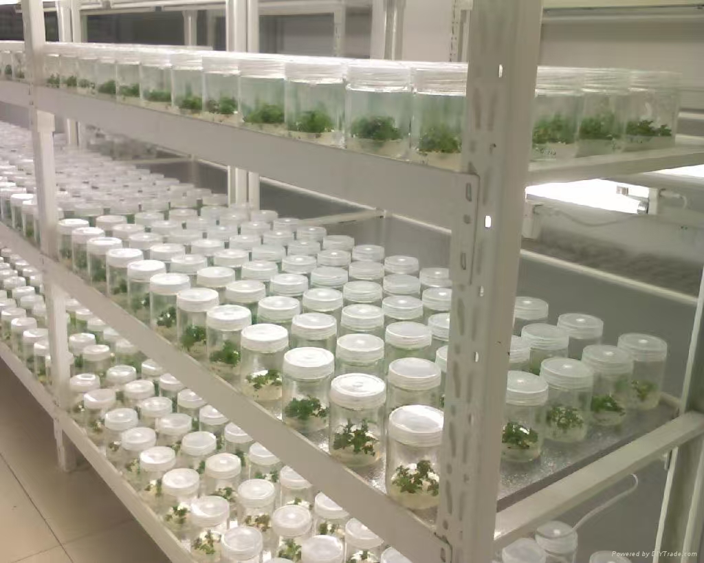 肥乡组培实验室应该如何布局