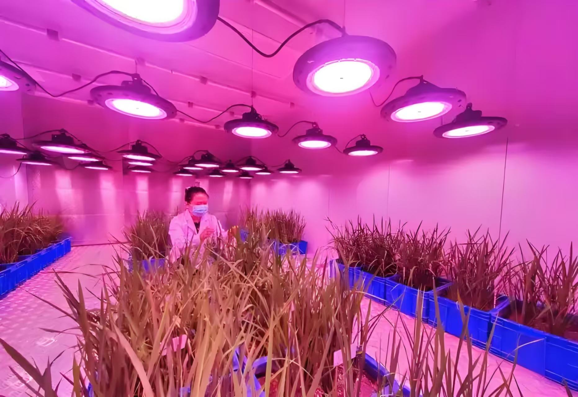 肥乡人工气候室在农业领域的应用